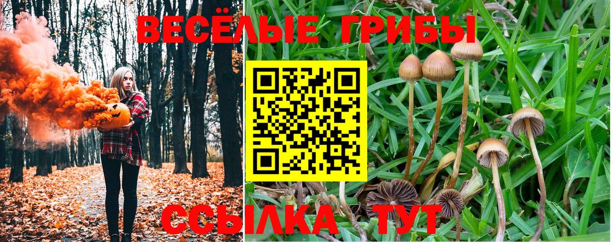Канаш  закладки  Вход с VPN  Псилоцибиновые грибы мицелий 